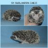 Chico_3,5vk.jpg