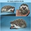 Kevin_kotisivu.jpg