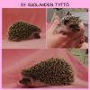 Kuvakollaasi_Sannin_tyttö.jpg
