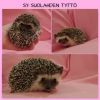 Kuvakollaasi_iso_tumma_tyttö_muoks.jpg