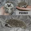Pedro_muoks.jpg